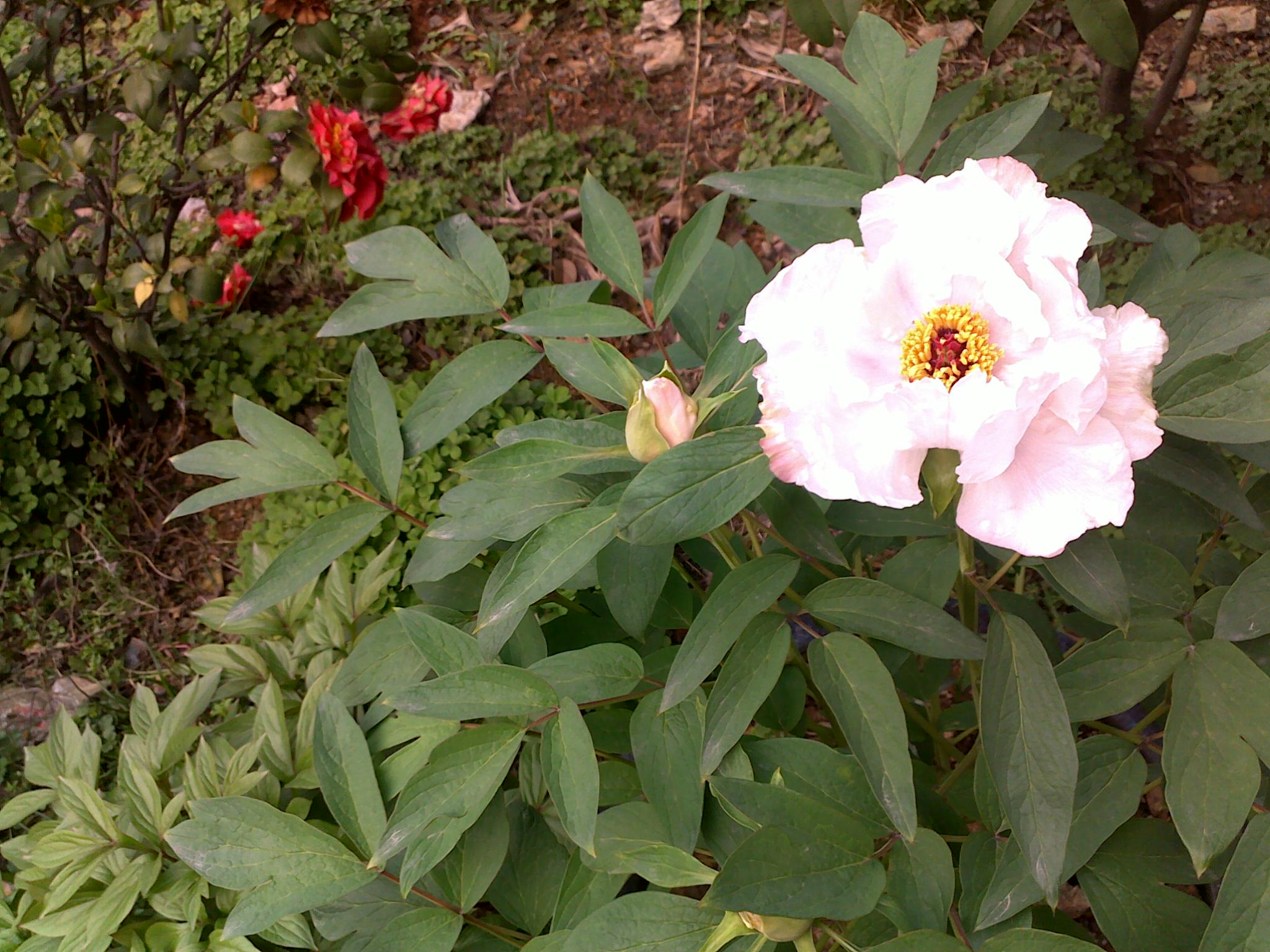 20110408519.jpg