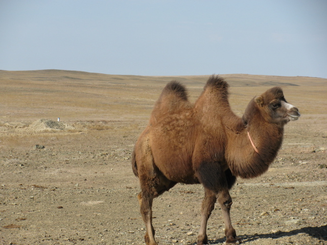 骆驼9.jpg