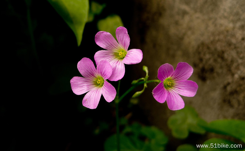 小花