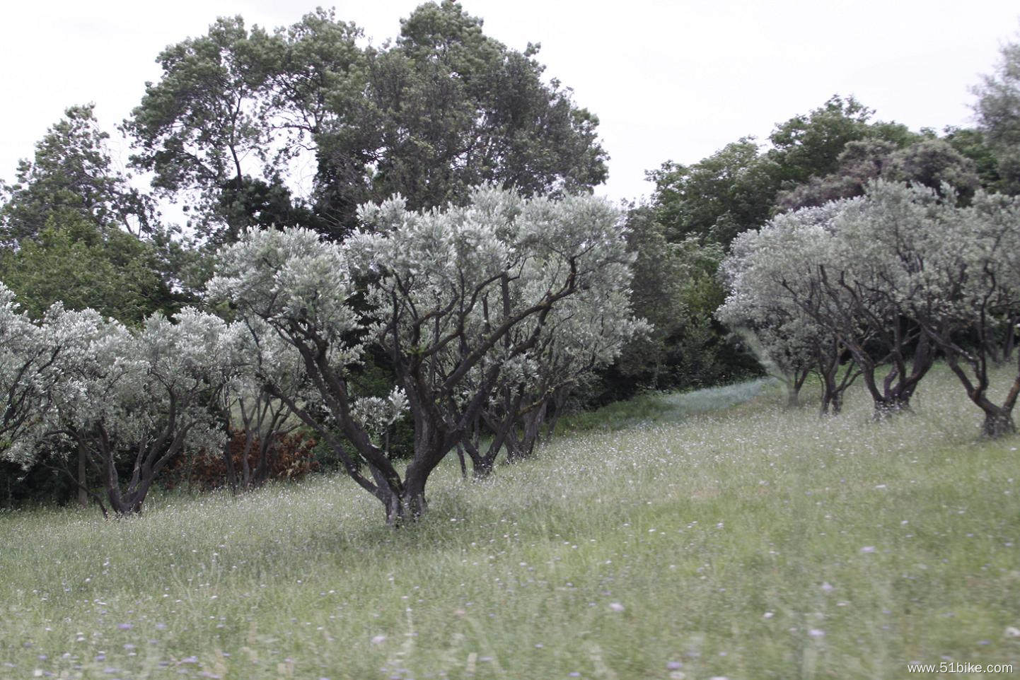 生长在地中海沿岸的橄榄树.jpg