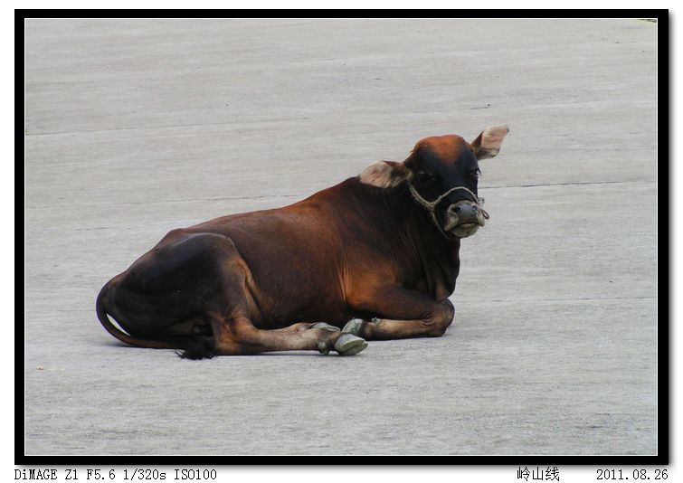太牛了，卧于路中央