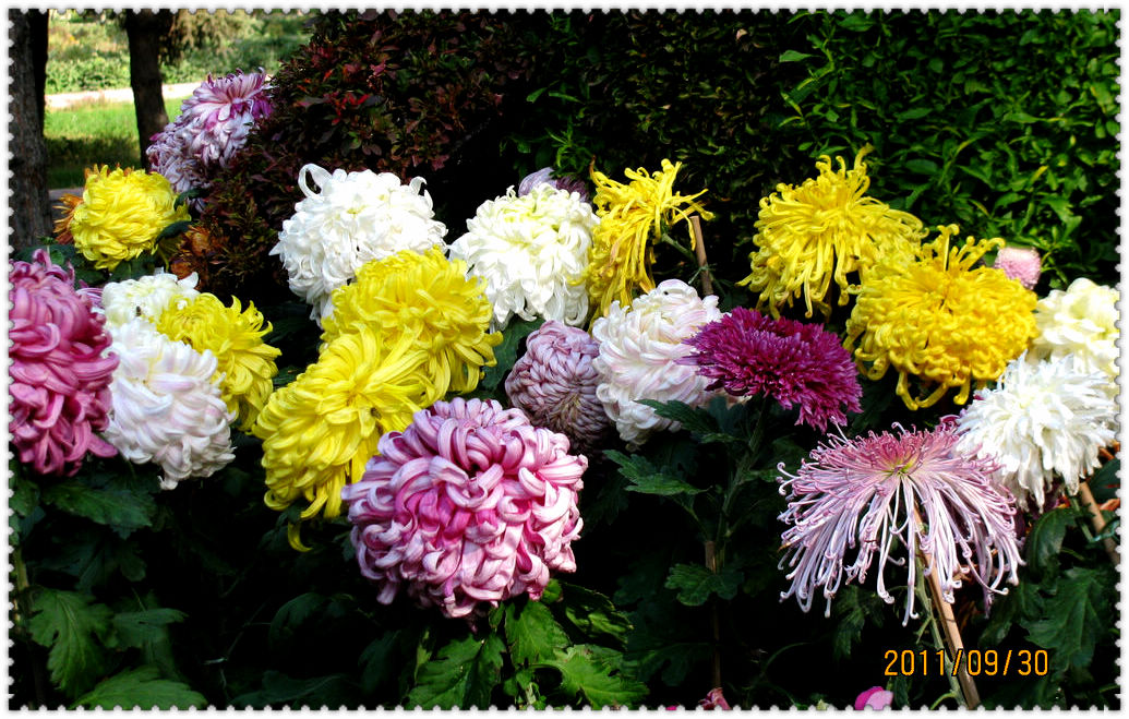 2011.09.30植物园菊展 004.jpg