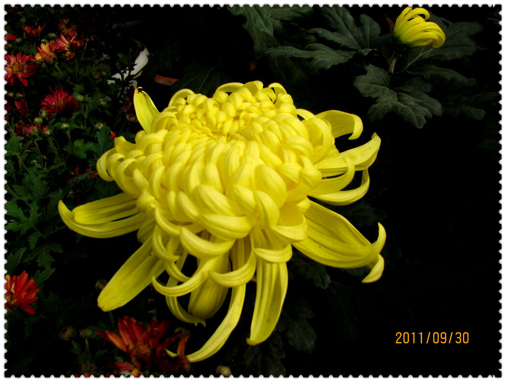 2011.09.30植物园菊展 015.jpg