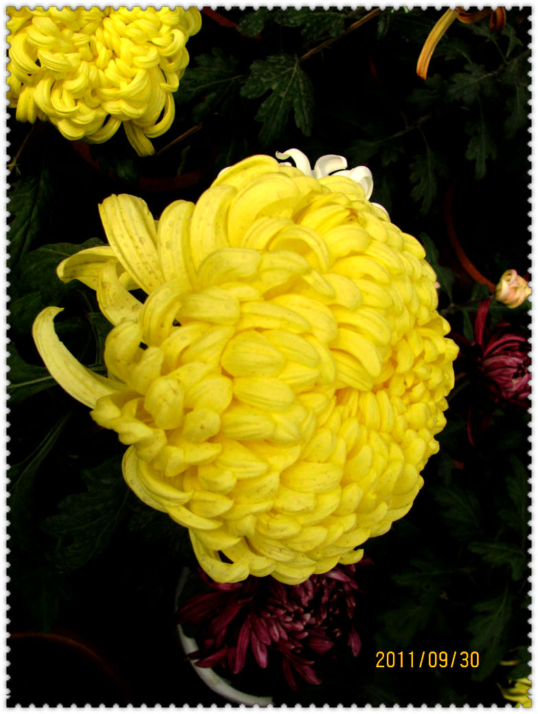 2011.09.30植物园菊展 024.jpg