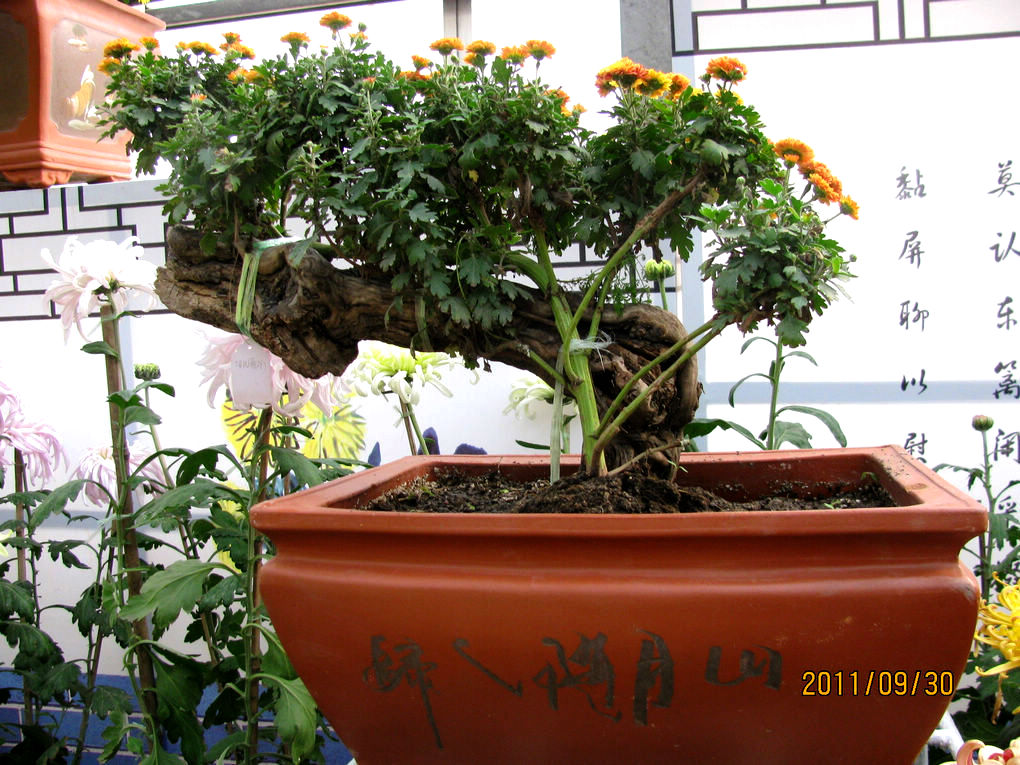 2011.09.30植物园菊展 047.jpg