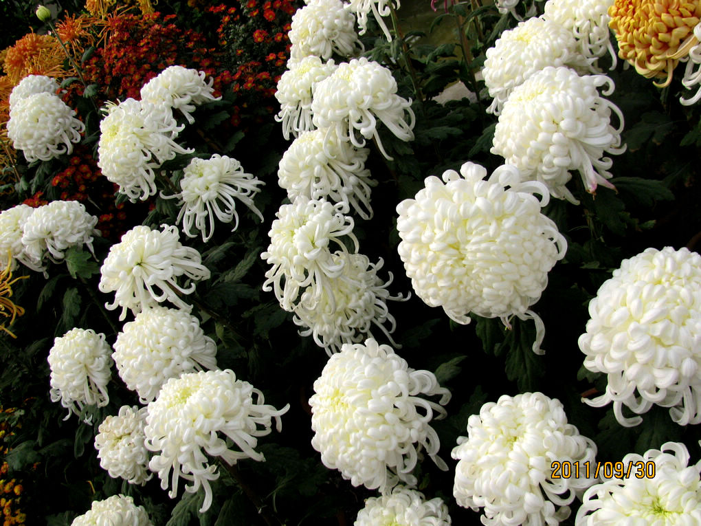 2011.09.30植物园菊展 053.jpg