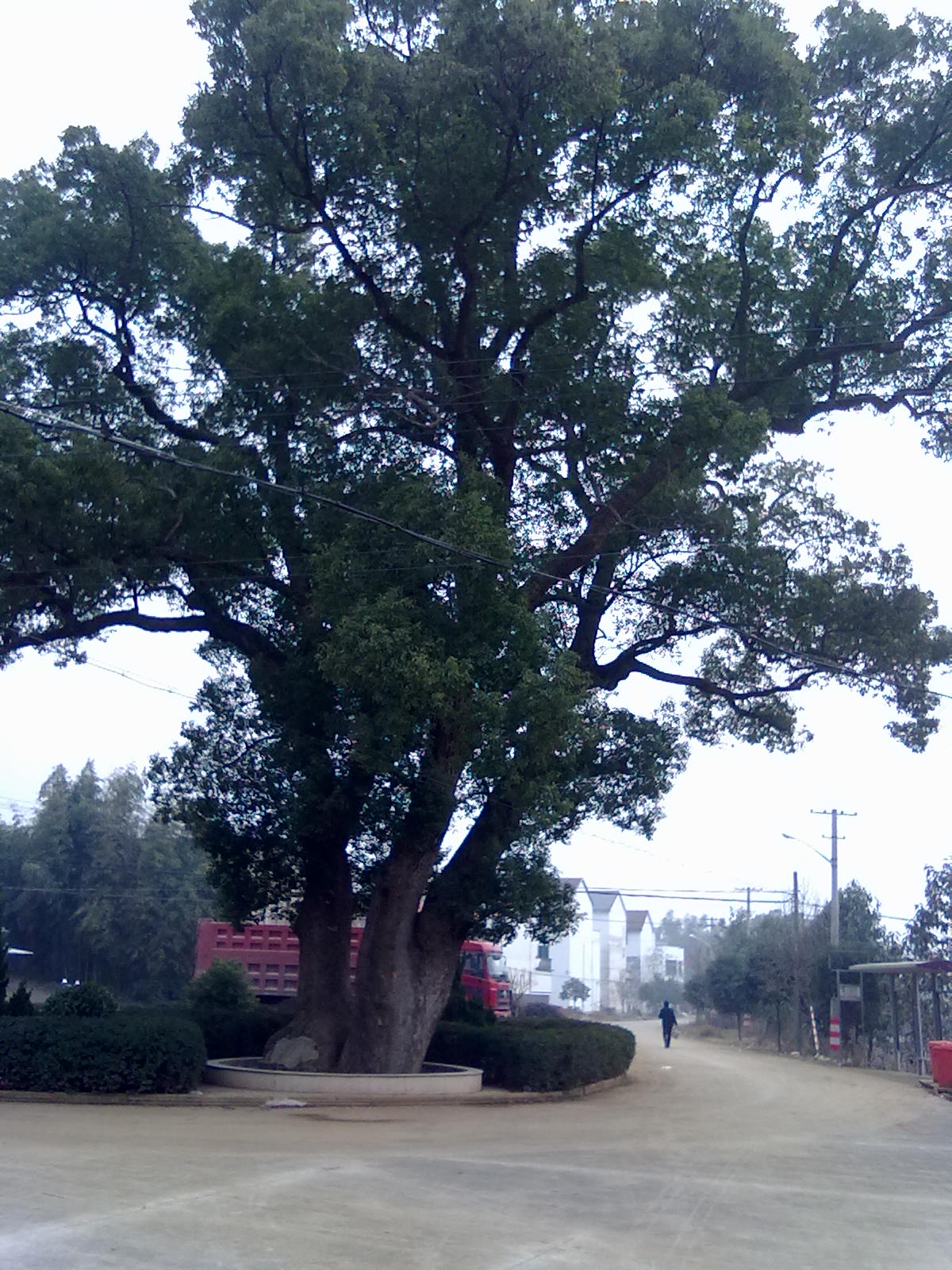 东大湾村口的古香樟树，小时候常爬上去玩。。。一亲戚家住这。