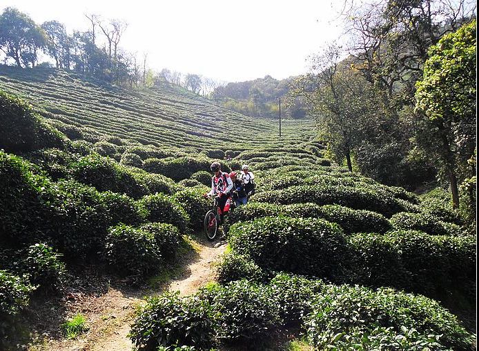 茶树间隙很小只能通过一个人