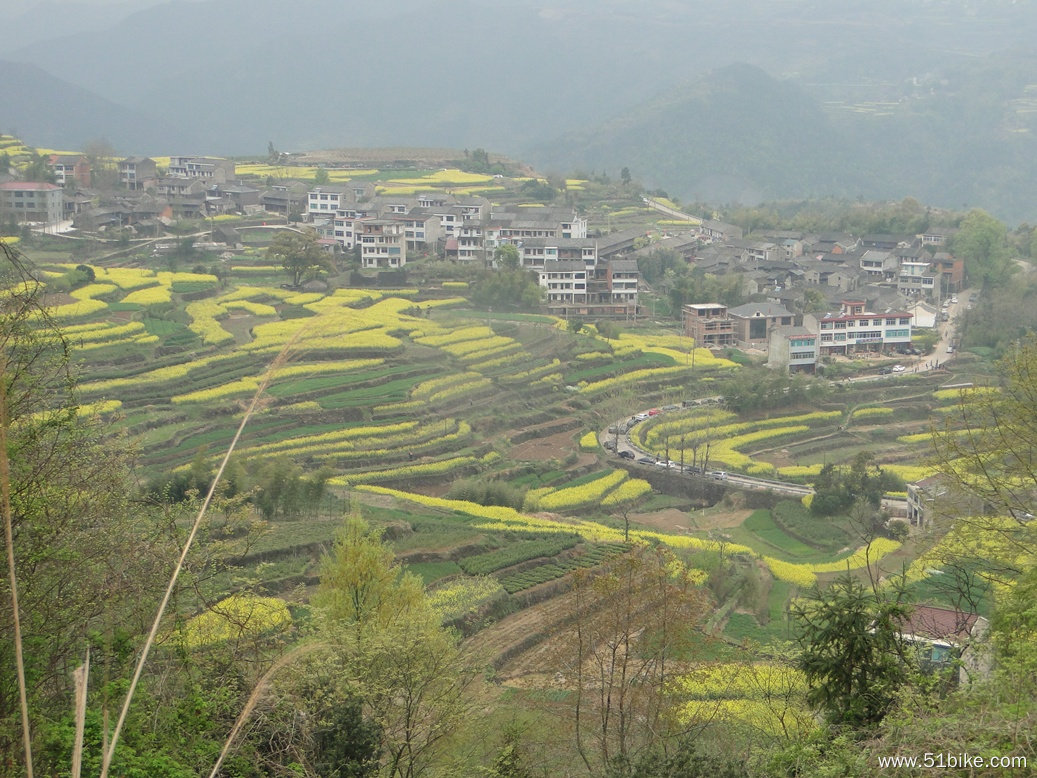 远眺油菜花地