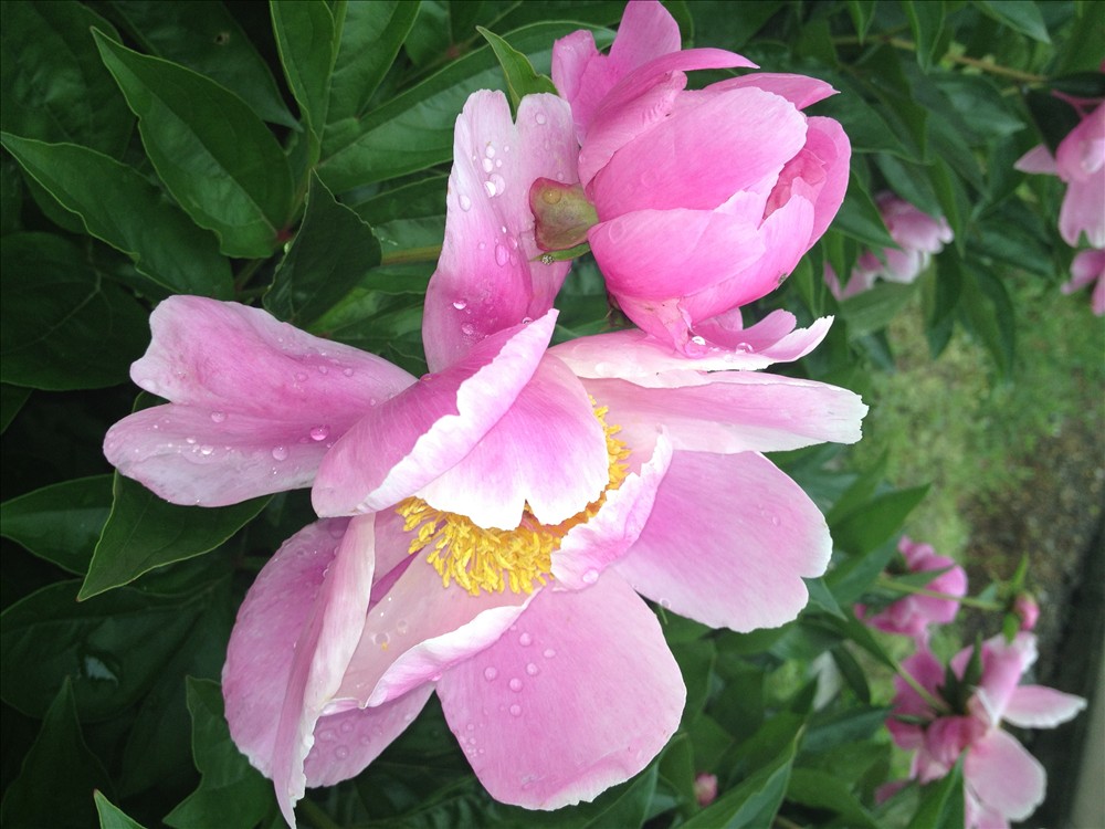 20120429-0501杭州骑行雁荡山-17-路边的芍药带着露水.jpg