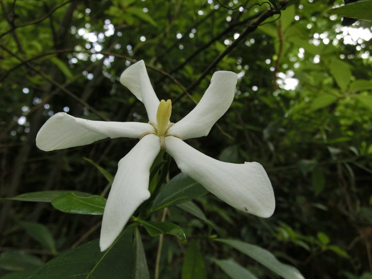 41 野生的栀子花.jpg