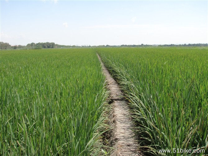 北方的稻田见过吗，让人想起家乡了_1.jpg
