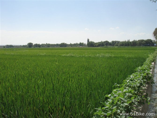 北方的稻田见过吗，让人想起家乡了.jpg