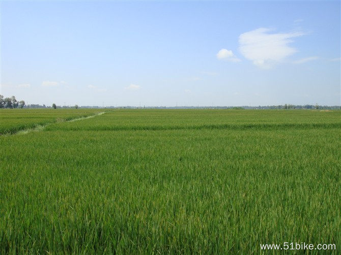 北方的稻田见过吗，让人想起家乡了_3.jpg
