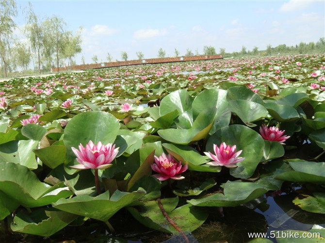 这就是菩萨的坐垫—莲花.jpg