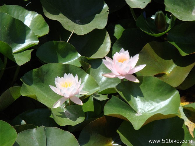 这就是菩萨的坐垫—莲花_10.jpg