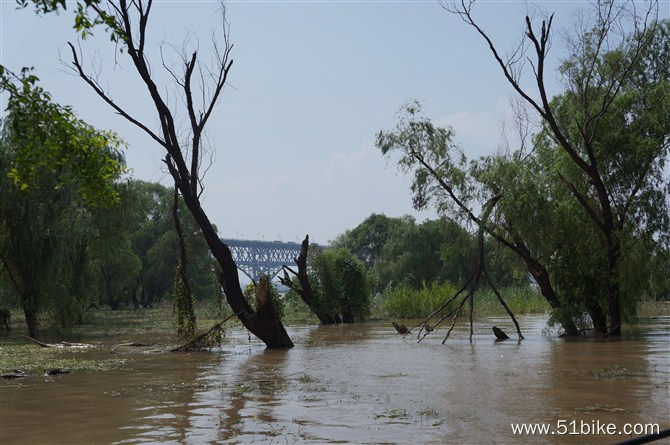 经历洪峰的河边树木。.jpg