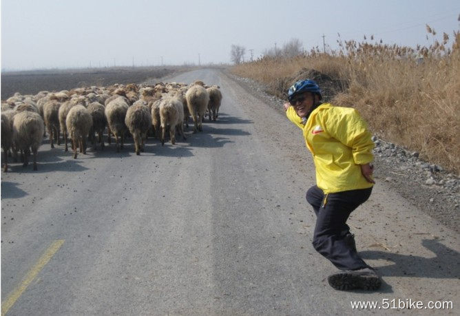指挥羊群走飞