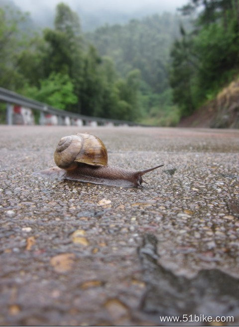 小蜗牛你慢慢爬，我们也慢慢爬