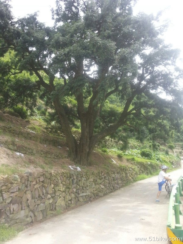 千年香榧树.jpg