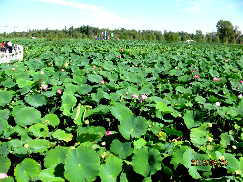 13.08.26五家渠赏荷花 012.jpg