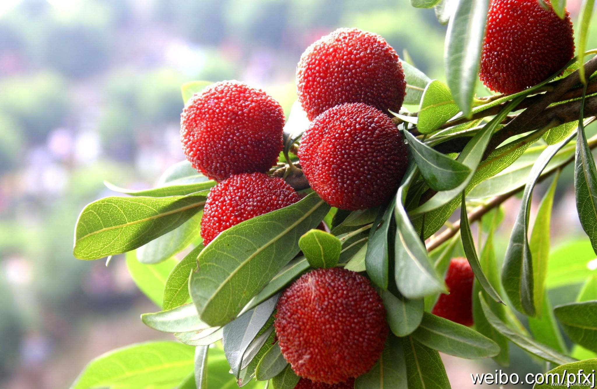 6月杨梅又红了 6月21-22日骑行自驾车4 2余姚摘杨梅活动