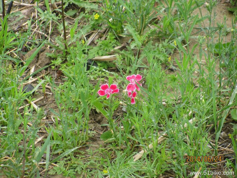 2014.06.20-24水西沟三岔口拔沙葱 017.jpg