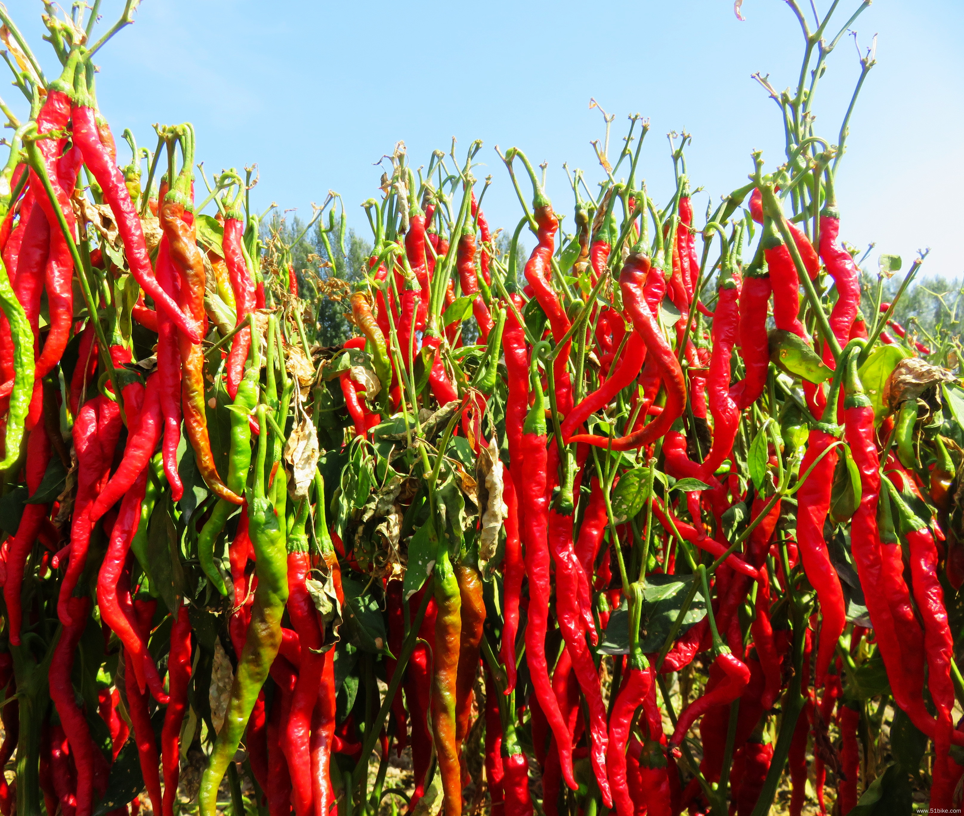 骑行"中国辣椒之乡" 速度与激情的绽放 - 第2页 - 新疆骑友自由讨论区