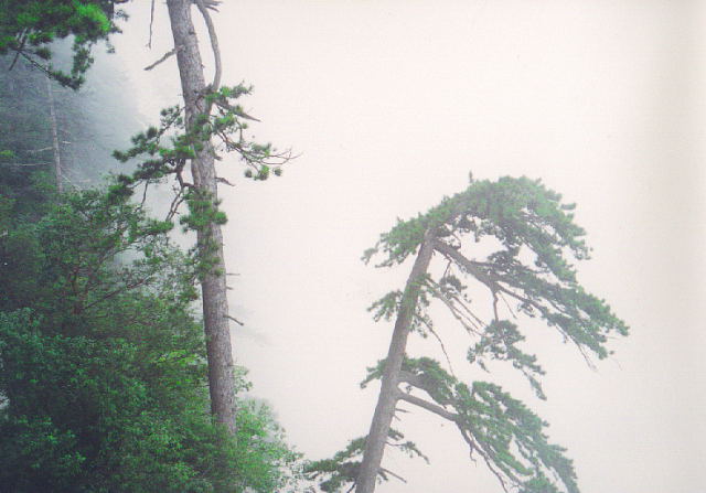 华山的松树（扫描）.jpg