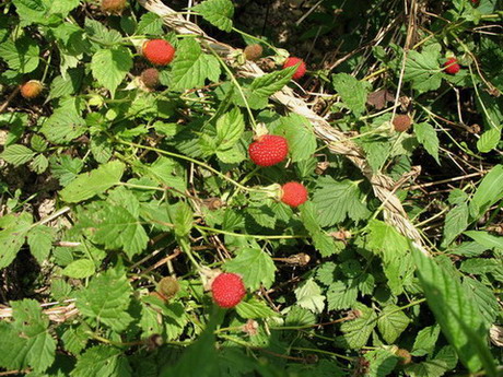 诱人的野草莓