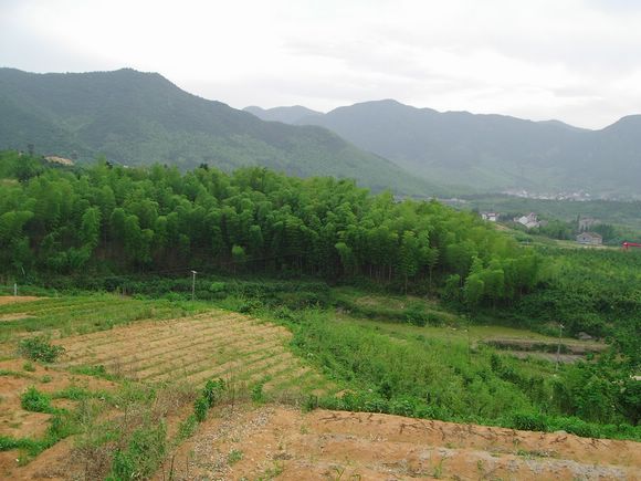 其中一条路,必须穿过这片竹林