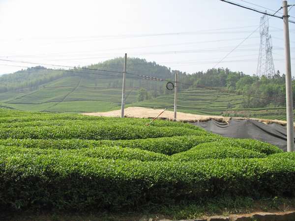 一路上很多茶叶,很多工人在采收茶叶