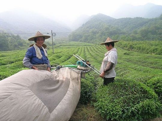 采茶大妈很配合，摆好姿势让我拍