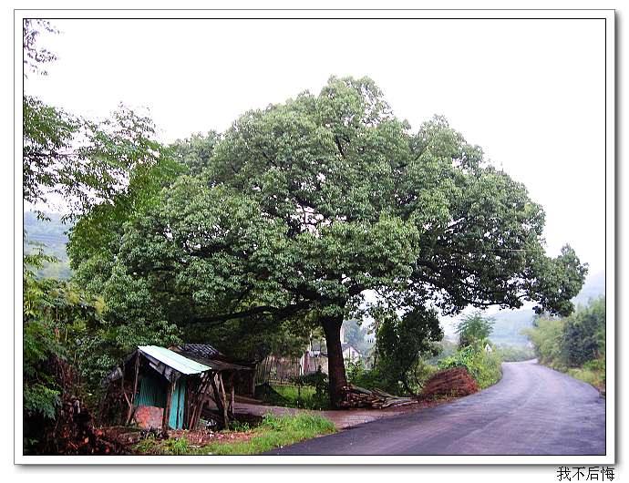 村口的老樟树