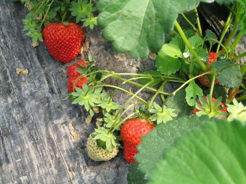 成熟的草莓，挖哈哈