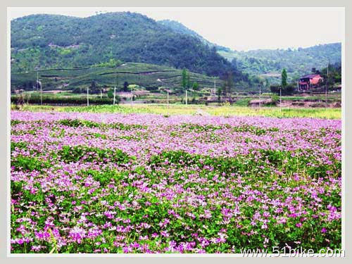 满山遍野草籽花.jpg