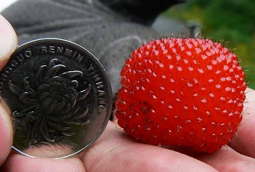 硬币大小的 野草莓