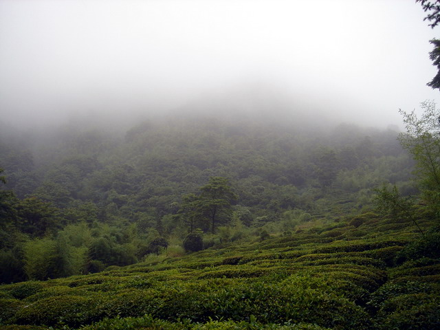 高山茶叶.jpg