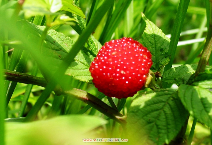 路边的野草莓