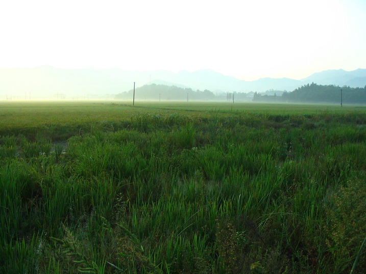 稻田上居然有雾