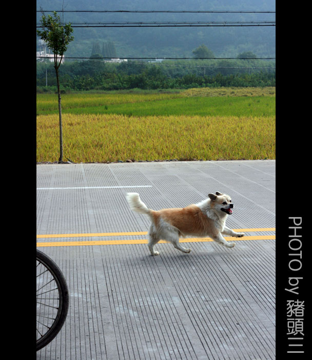 路上的狗狗和大家在赛跑。。。