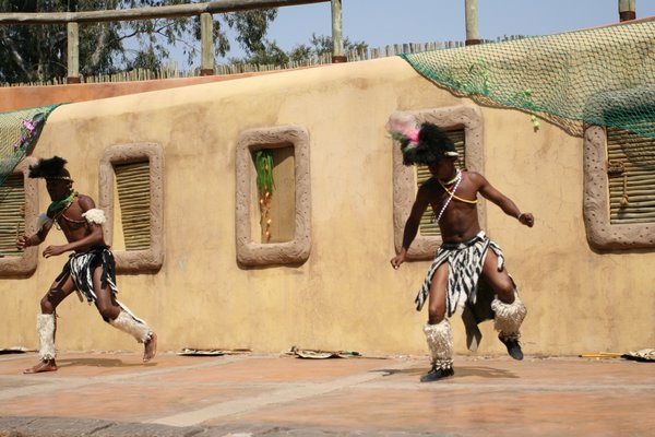 南非的zulu族表演的舞蹈.