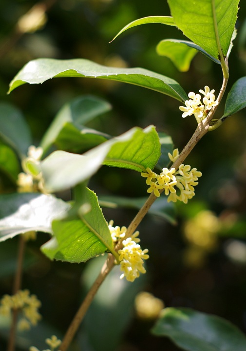 小区的桂花