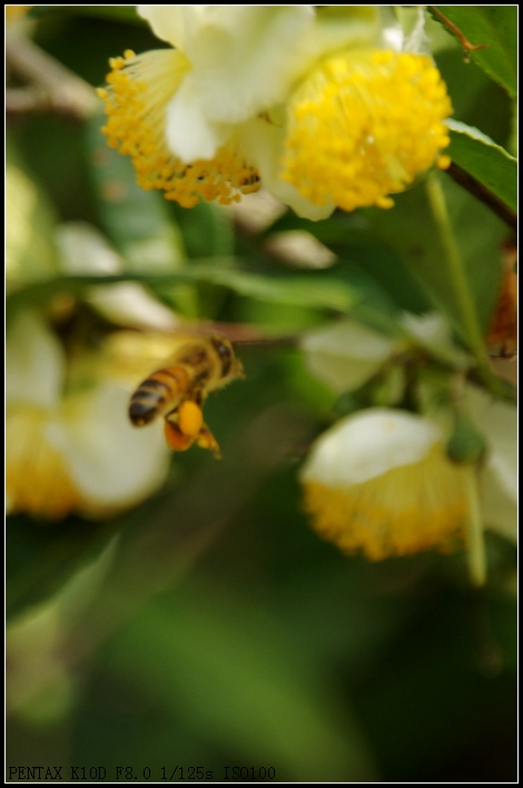 蜜蜂，采了不少花粉了