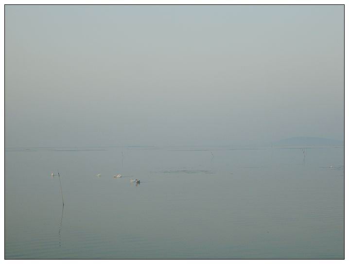 湖中白鹅，再有叫声，在温柔的清晨很有意境。