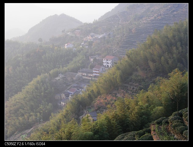 茶园小山村