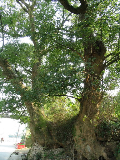 一个村子里的古樟树。太大了，拍不好效果