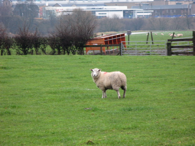草场中的羊 长焦有点抖