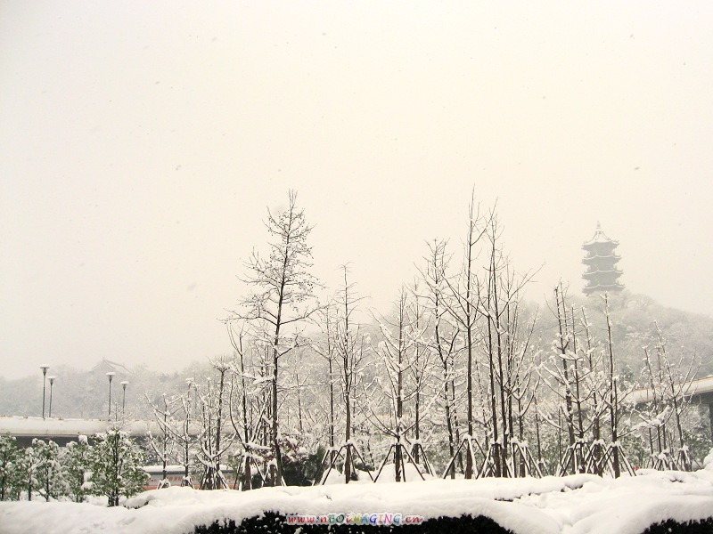 雪中蕺山-2.jpg