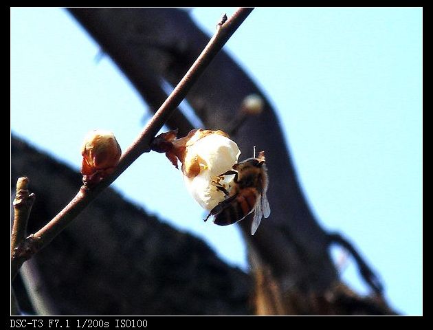 蜜蜂采蜜7.jpg